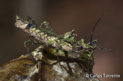 Acanthoclonia nevadoense