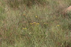 Berkheya echinacea echinacea