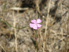 Dianthus polymorphus