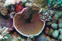 Podabacia sinai