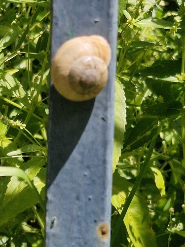 Eobania vermiculata