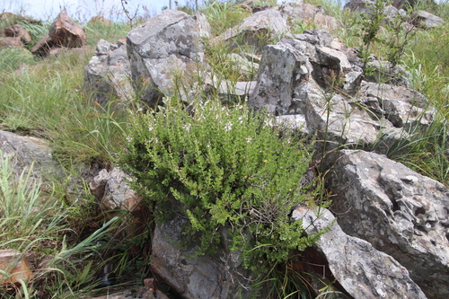 Image of Thorncroftia thorncroftii by (c) Tony Rebelo, some rights reserved (CC BY-SA)