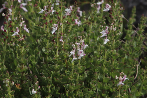 Image of Thorncroftia thorncroftii by (c) Tony Rebelo, some rights reserved (CC BY-SA)