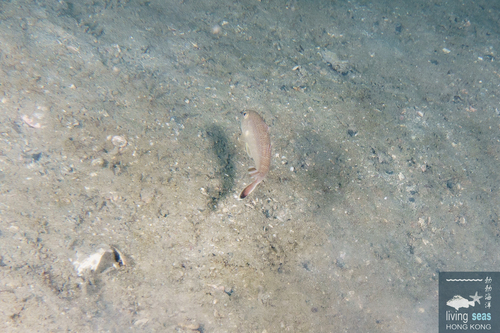 Upeneus japonicus observed 2026-04-25