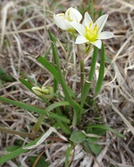 Nothoscordum bivalve