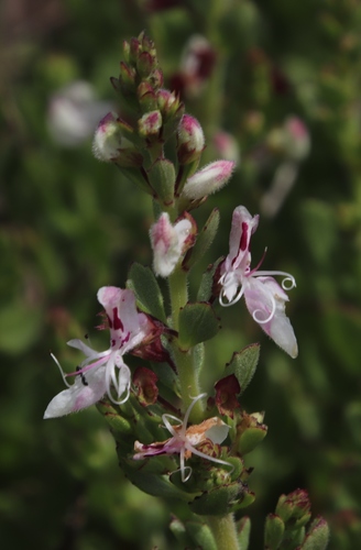 Image of Thorncroftia thorncroftii by (c) Tony Rebelo, some rights reserved (CC BY-SA)