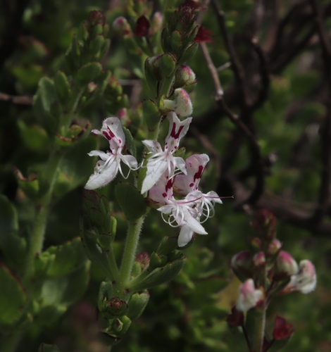 Image of Thorncroftia thorncroftii by (c) Tony Rebelo, some rights reserved (CC BY-SA)
