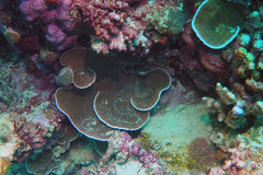 Podabacia sinai