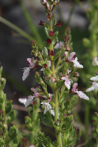 Image of Thorncroftia thorncroftii by (c) Tony Rebelo, some rights reserved (CC BY-SA)
