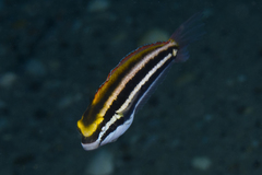 Petroscirtes fallax