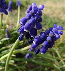 Muscari neglectum
