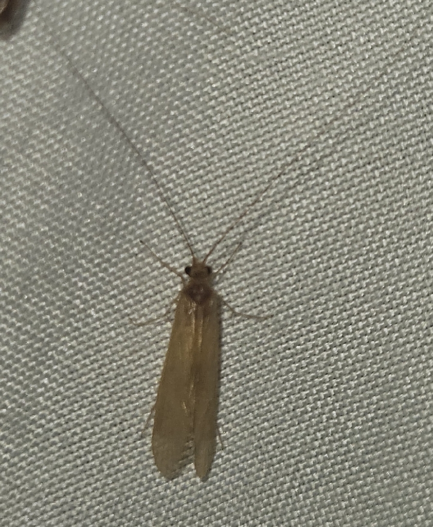 Yellow Net-spinning Caddisfly