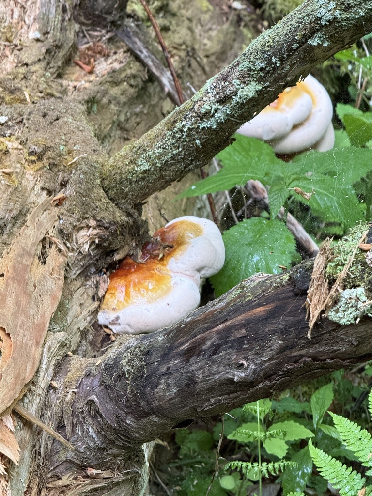 Ganoderma tsugae · April 2026 · photo: © hillcraddock (iNaturalist, cc-by)