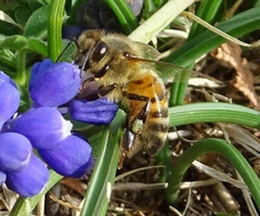 Apis mellifera
