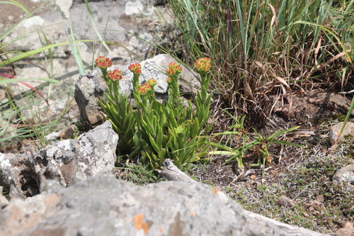 Crassula alba