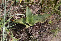 Ledebouria floribunda