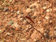 Crocothemis servilia