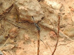 Diplacodes trivialis