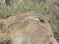 Sceloporus scalaris
