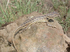Sceloporus scalaris