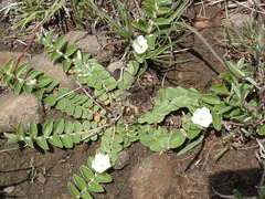 Evolvulus prostratus