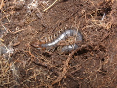 Scolopendra polymorpha
