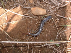 Scolopendra polymorpha