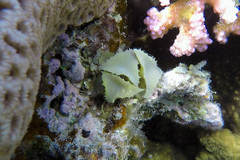 Turbinaria decurrens