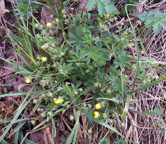 Potentilla heptaphylla