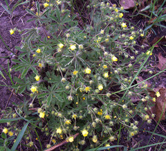 Potentilla heptaphylla
