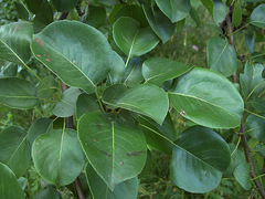 Pyrus communis pyraster