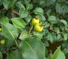 Pyrus communis pyraster