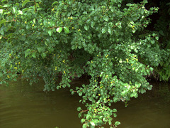 Pyrus communis pyraster