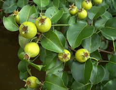 Pyrus communis pyraster