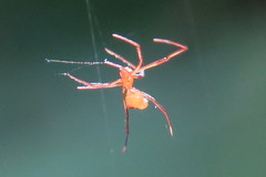Argyrodes flavescens