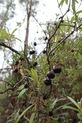 Billardiera macrantha