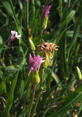 Pseudopodospermum papposum