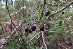 Billardiera macrantha