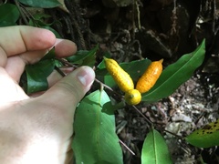 Meiogyne stenopetala