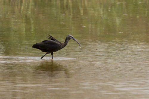Ibis falcinelle, jeune