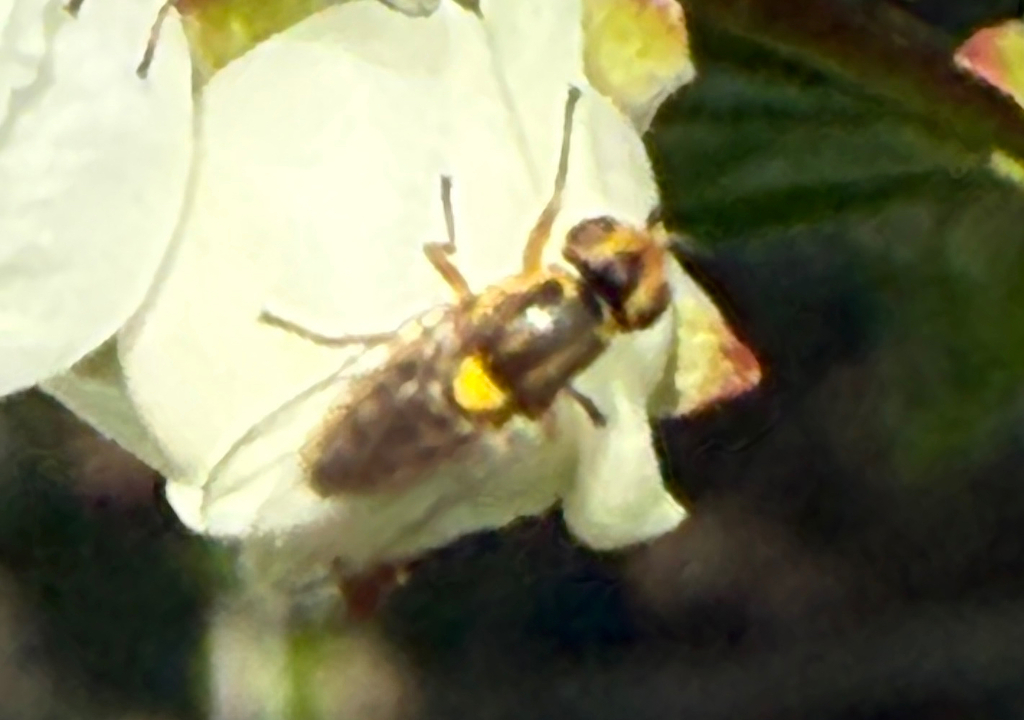 Chlorops serenus