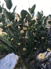 Senecio triqueter