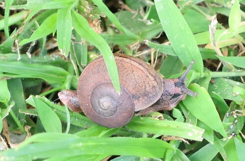 Two-Striated Ariophanta