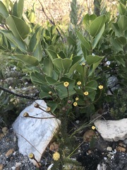 Senecio triqueter