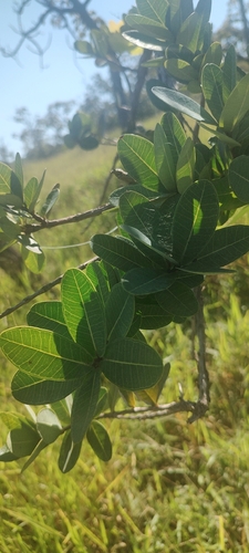 Myrcia obovata