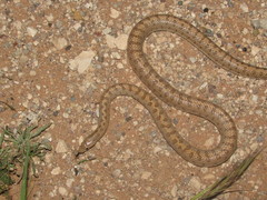Arizona elegans eburnata