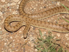 Arizona elegans eburnata