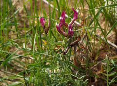 Astragalus sanctus