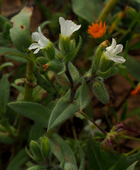 Nonea philistaea