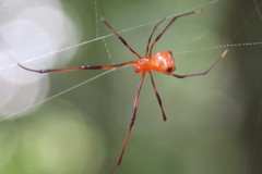 Argyrodes flavescens